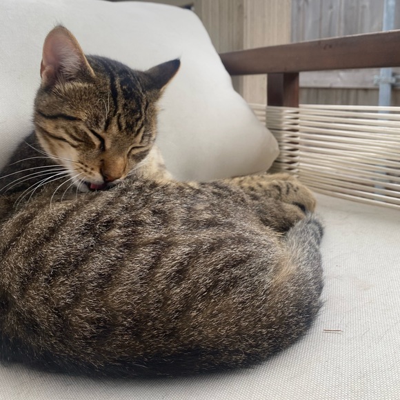 Kitteh - Picture 2 of 2